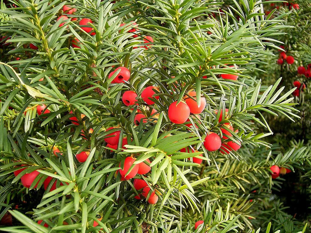1024px-Taxus_baccata_01_ies