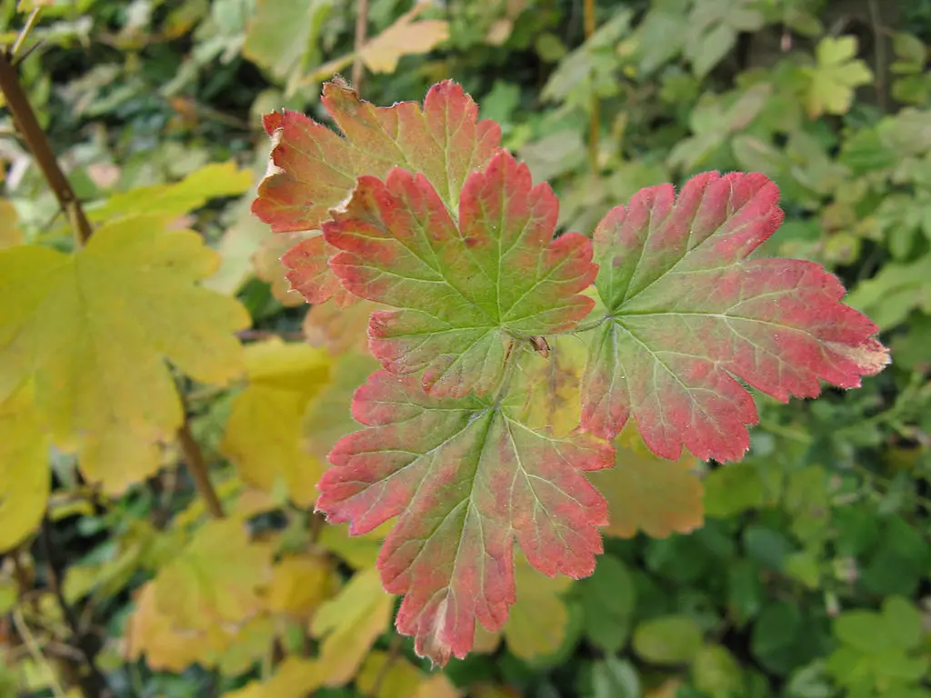 Ribes_cynosbati,_autumn_leaves_1
