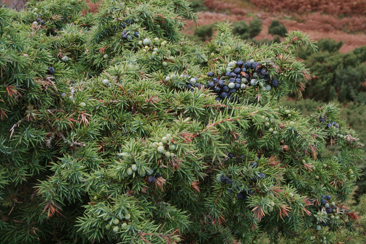 1280px-Juniperus_communis_Haweswater