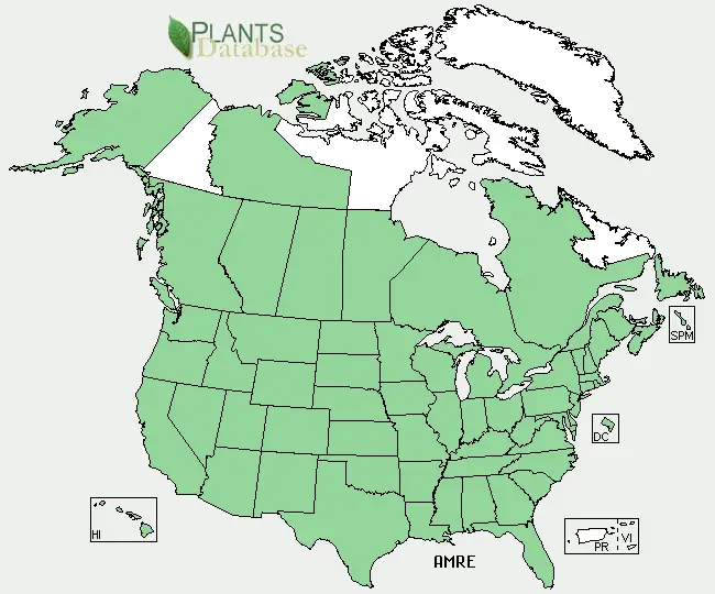 Green Amaranth Range Map
