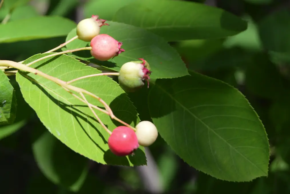 Amelanchier_canadensis_berry