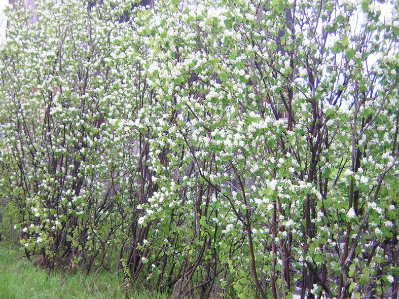 Amelanchier_canadensis_in_blossom