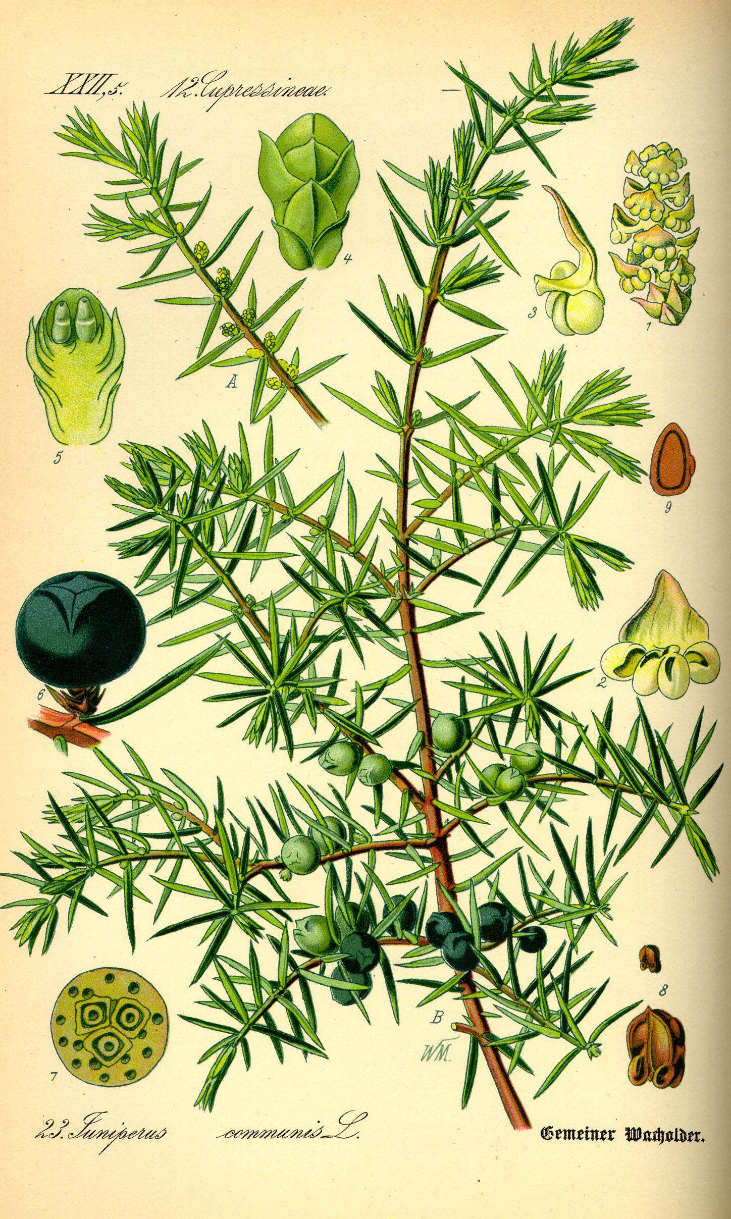 Illustration_Juniperus_communis0