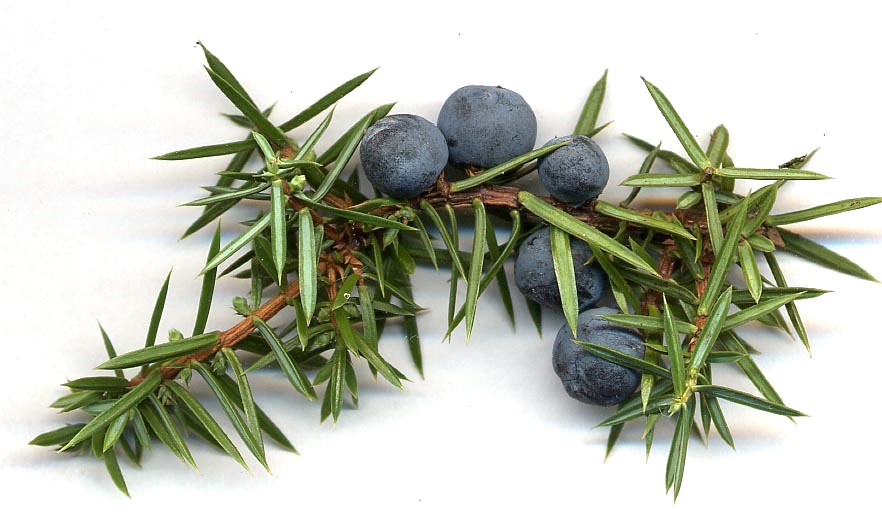 Juniperus_communis_cones