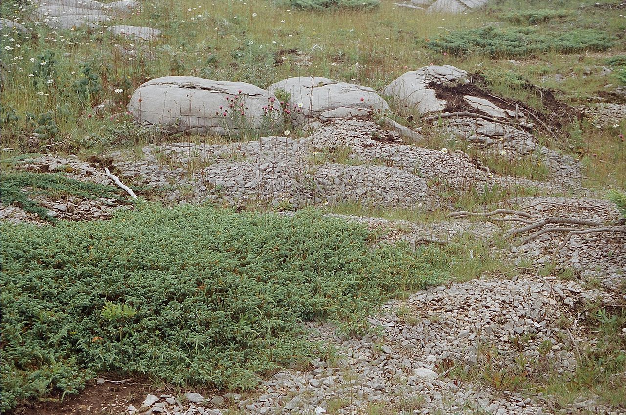 Juniperus_horizontalis_02