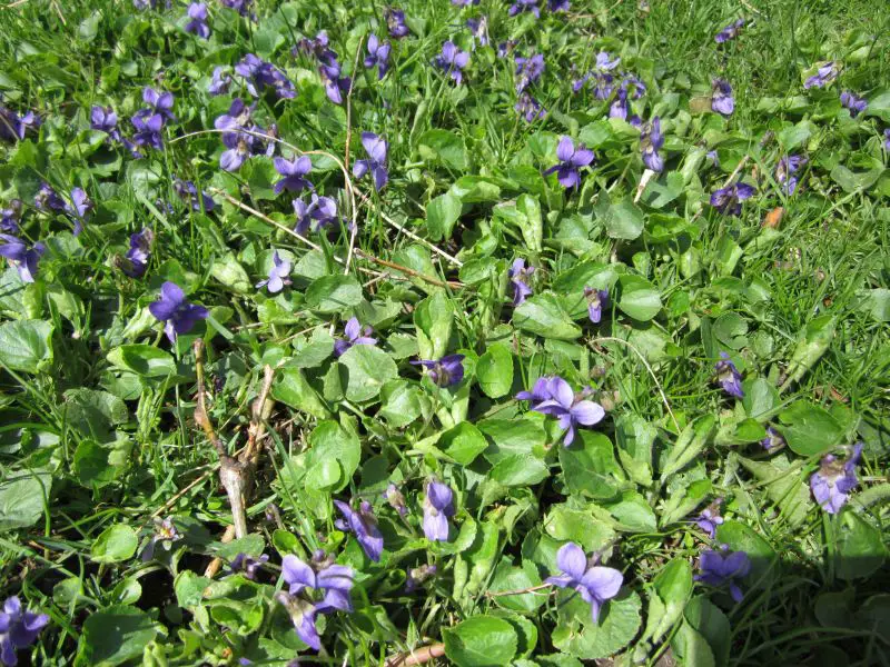 Group of Violets in with grass