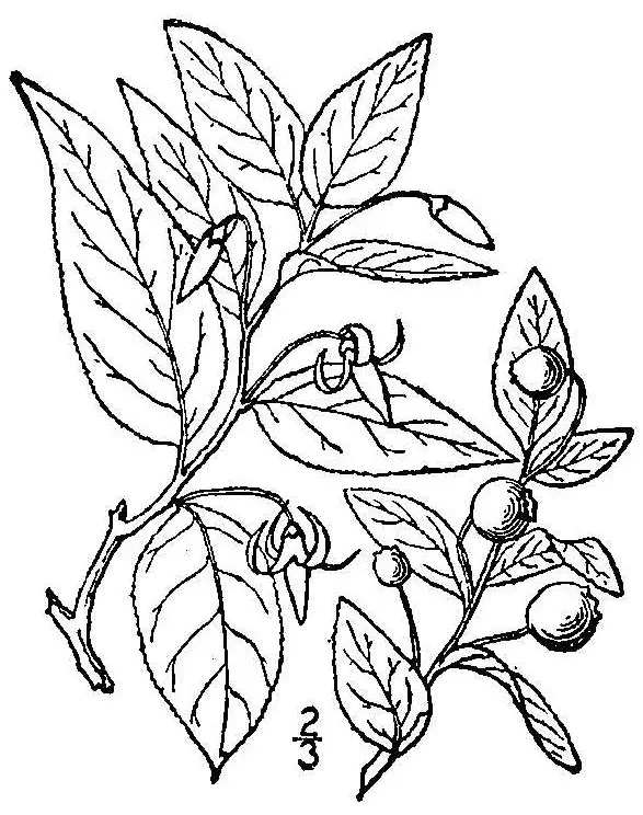 Southern Mountain Cranberry drawing